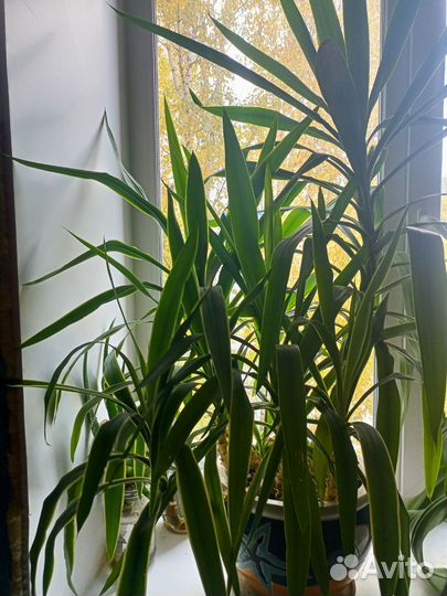 Пальма юкка