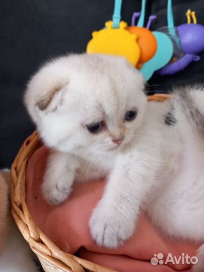 Шотландский котенок