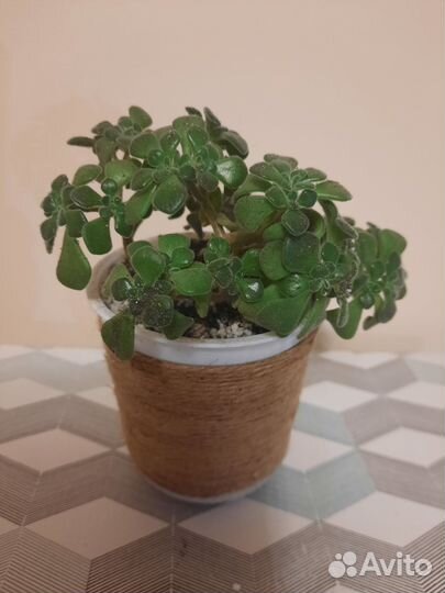 Суккуленты