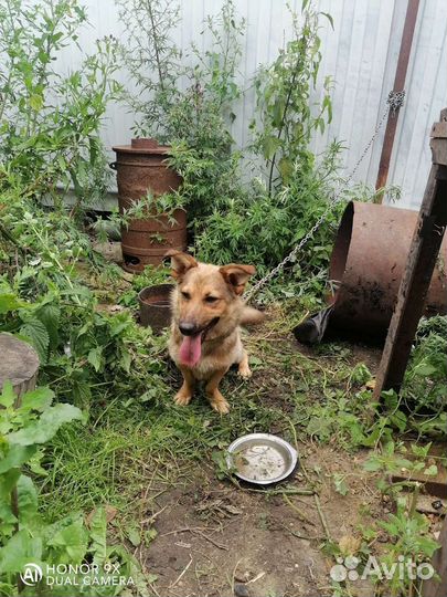 Собака в добрые руки