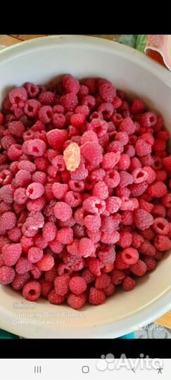 Малина Летняя саженцы