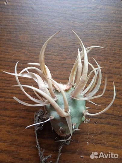 Кактус.tephrocactus articulatus v.papyracantus