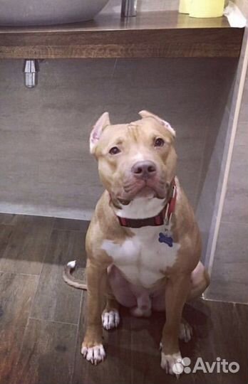 Питбуль кобель для вязки и съёмок