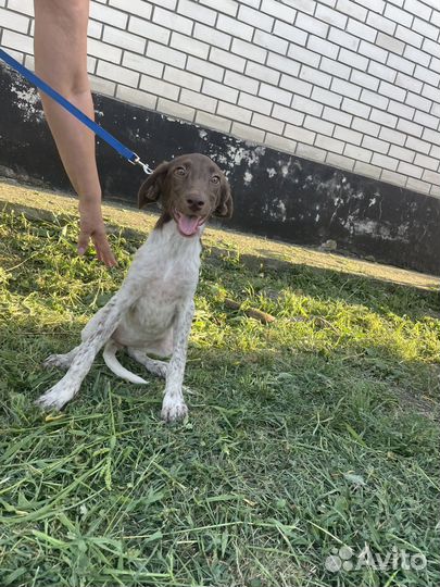 Щенки курцхара