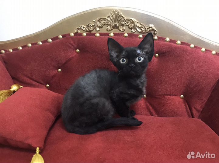 Девон рекс девочка Блэк Долл и котик Барни