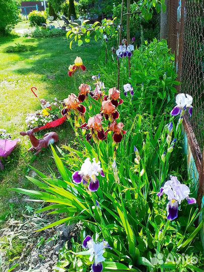 Ирис ассортимент, разные, большие кусты