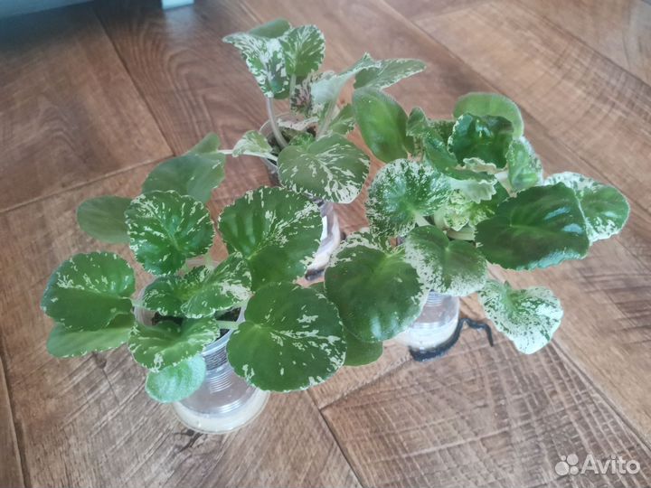 Фиалки продам