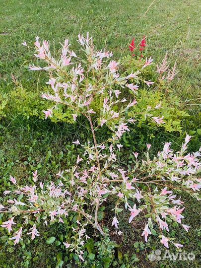 Растения Ива Хакуро Нишики