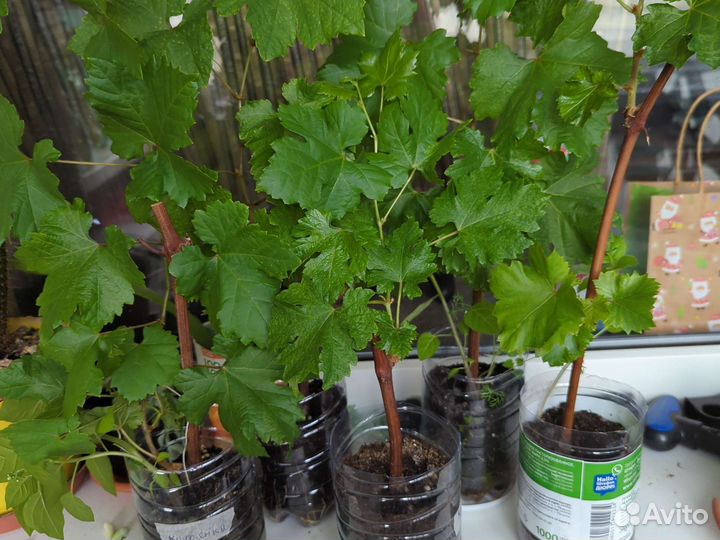 Саженцы винограда. Черенки