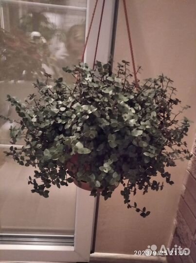 Каллизия ползучая