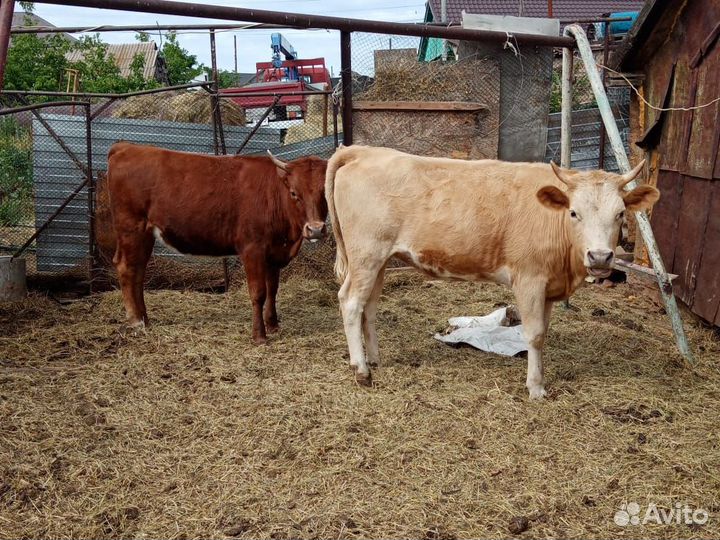 Бычки 2 шт