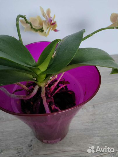 Фаленопсис