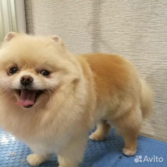 Стрижка кошек и собак