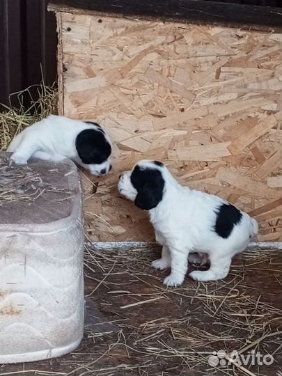 Продаются щенки