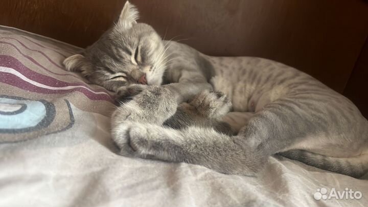 Британская кошка