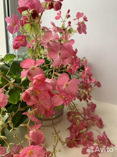 Бегония Глуар де лоррен