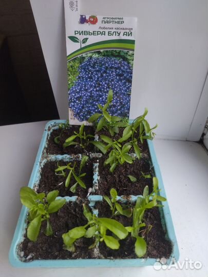 Петуния, лобелия