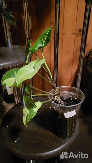 Сингониум панда вайт