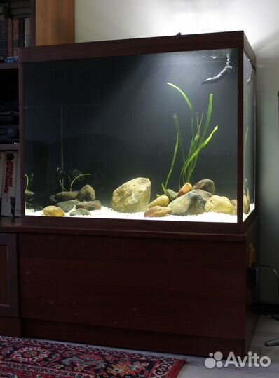 Аквариум в каждый дом