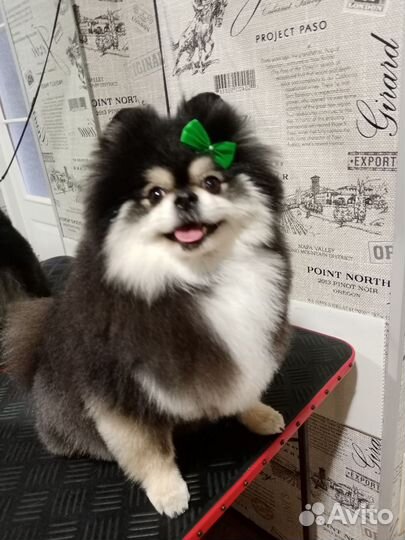 Ищу грумера