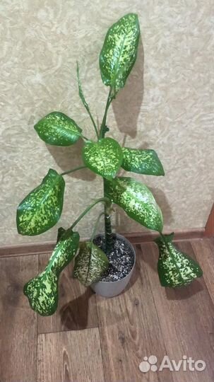 Диффенбахия