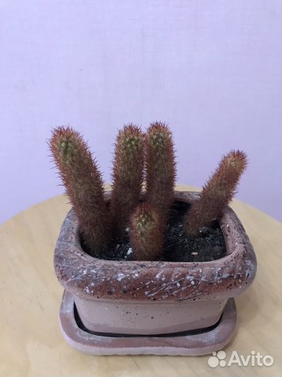 Кактус в горшочке