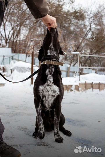 Собака в добрые руки