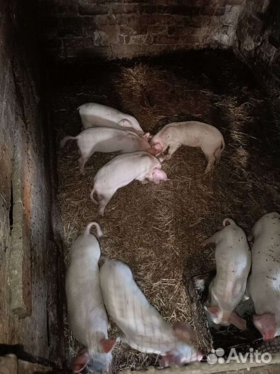 Поросята дюрок крупная белая