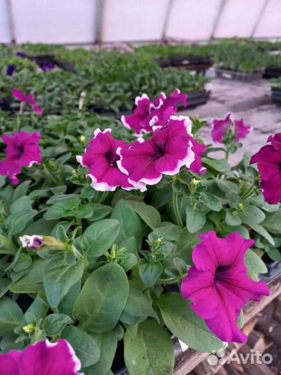 Петуния рассада