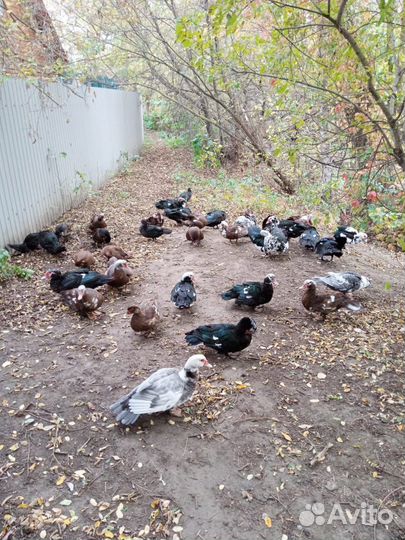 Продажа индоуток