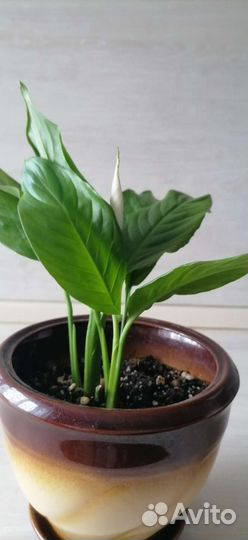 Спатифиллум