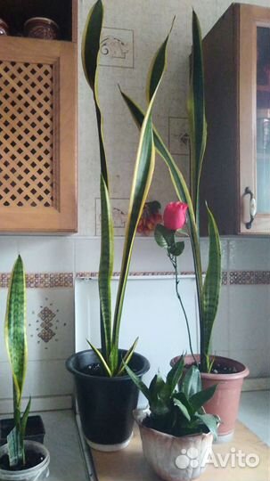 Сансевиерия с желтой оконтовкой