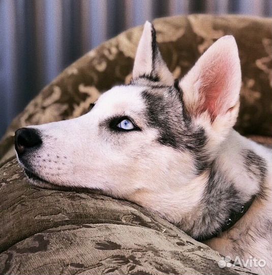 Кинолог, Дрессировка собак, Воспитание щенка