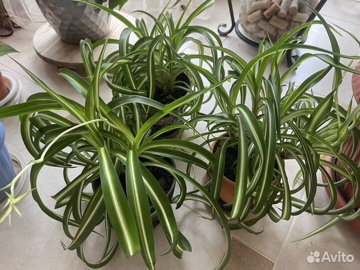 Хлорофитум