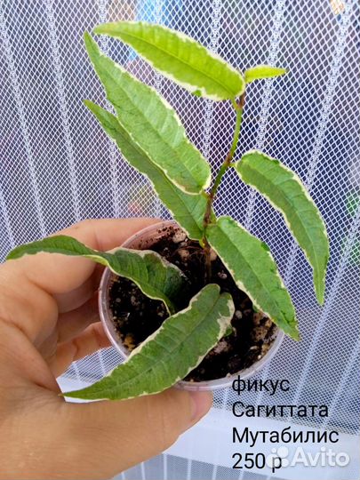 Сортовые фикусы. часть 3