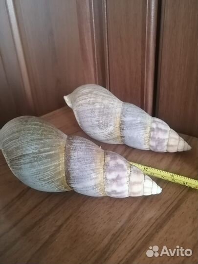 Ракушка Африканских улиток Ахатина