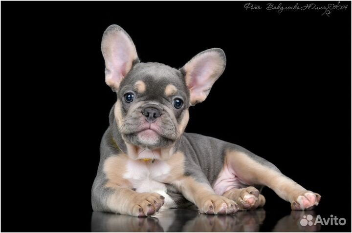 Французский бульдог