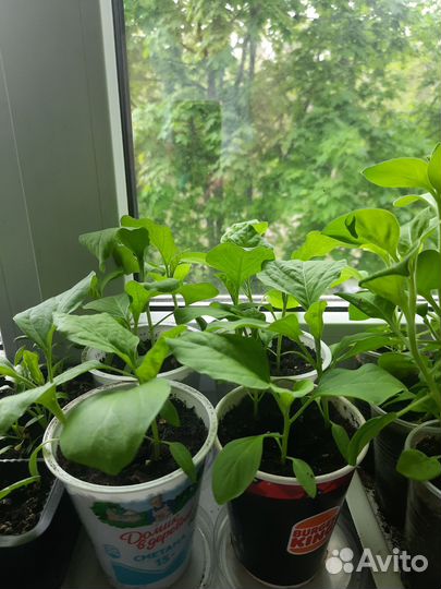 Рассада баклажан,и помидор