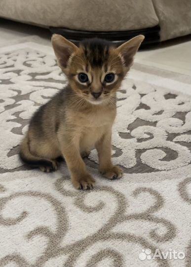Абиссинские котята