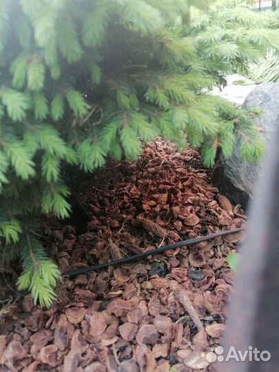 Шелуха кедровой шишки