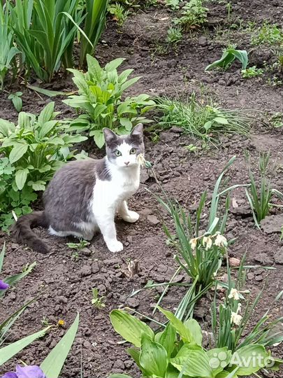 Миша (Мишель)