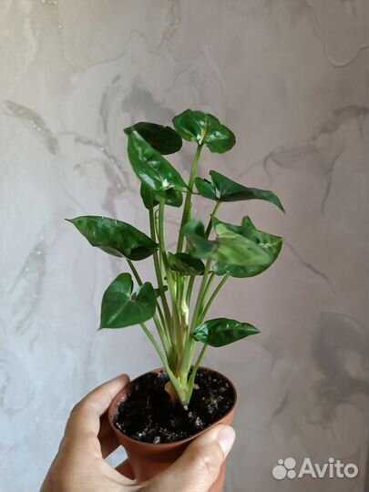 Сингониумы