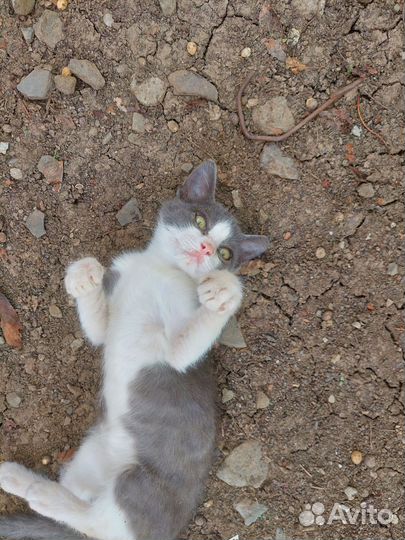 Кошка в дар бесплатно