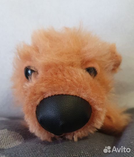 Щенки и журналы 