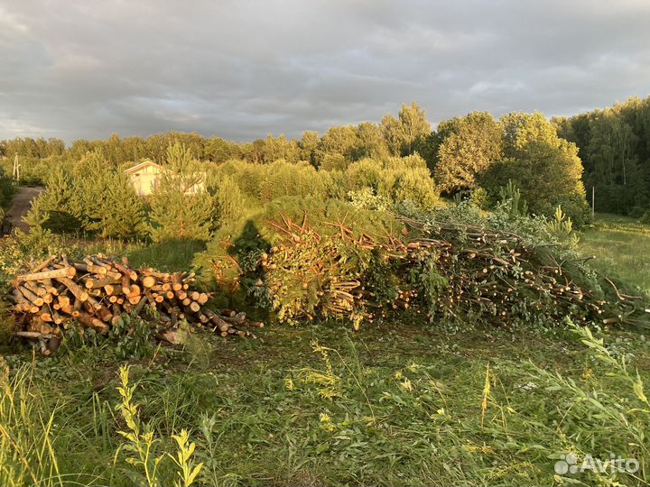 Спил и удаление деревьев любой сложности