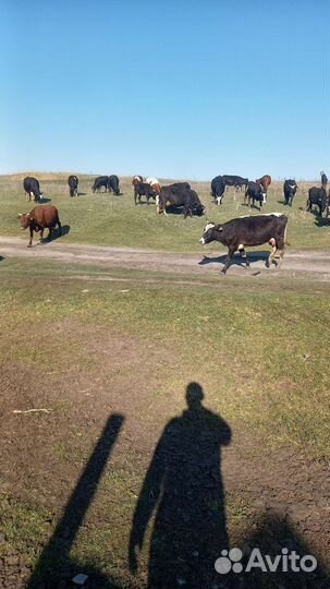 Лпх (коровы, тёлки и телята)