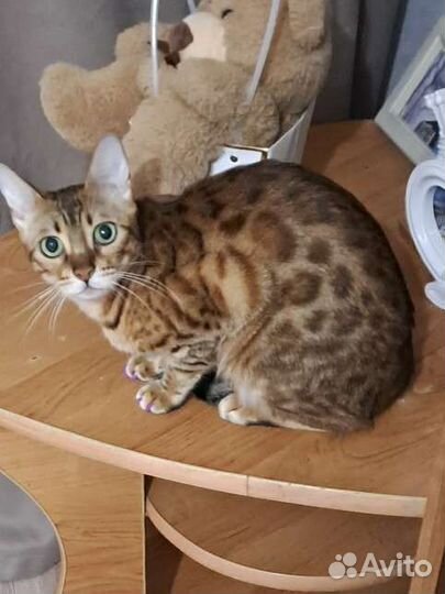 Передержка собак и кошек