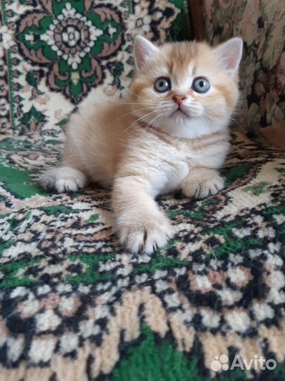 Шотландские котята