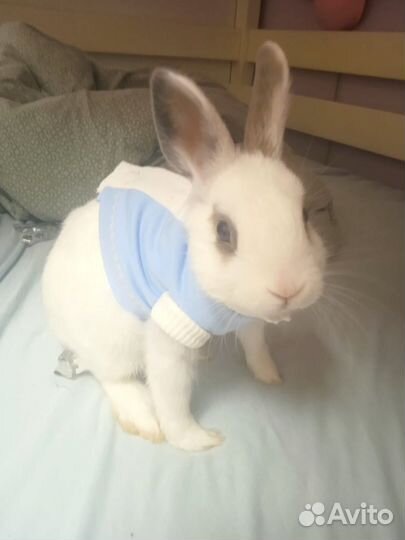 Одежда для котят, кроликов и шиншилл