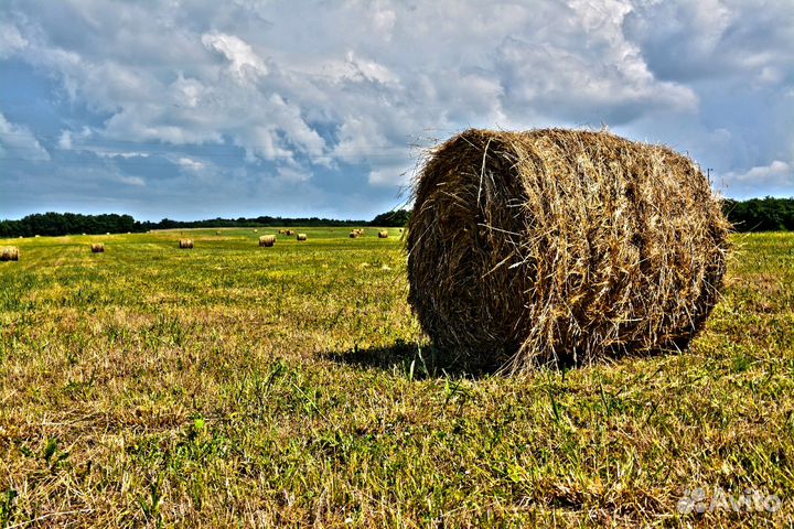 Продам сено в рулонах, лето 2023, вес 300- кг